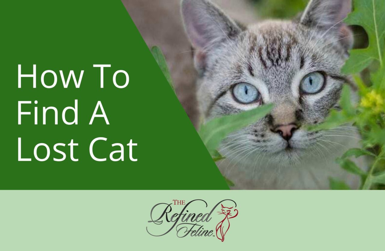 How to Find A Lost Cat Tips & Tricks The Refined Feline