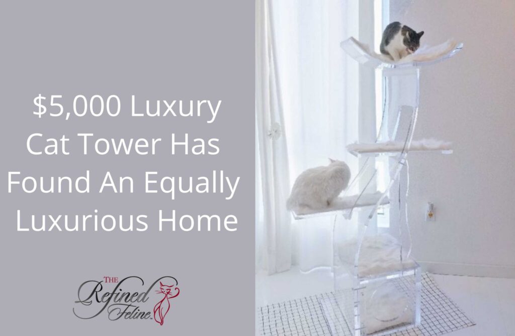 Two cats lounge on a tall, modern cat tower by a window in a bright room; text shows $5,000 price.