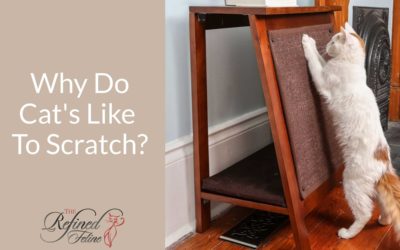 Why Do Cats Scratch? Learn Why & Keep Your Furniture Scratch Free