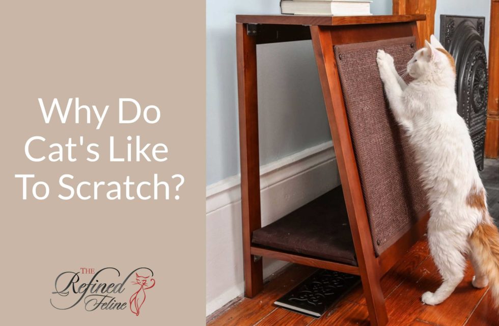 Why Do Cats Scratch? Here's Why! | The Refined Feline