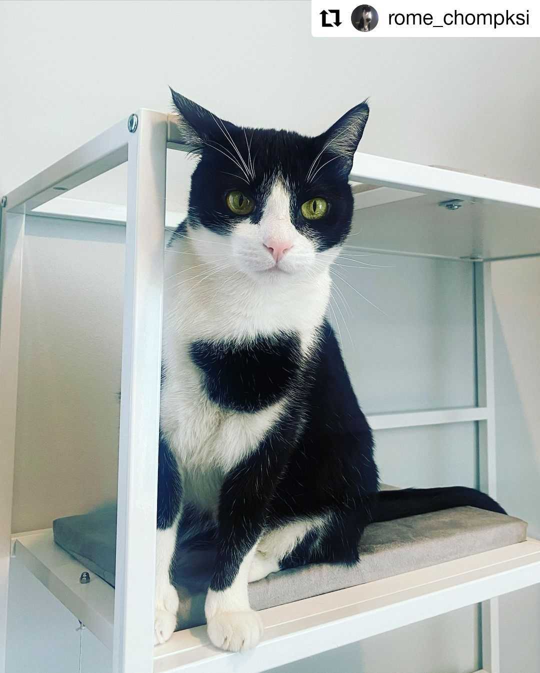 The Metropolitan Cat Condo A Modern Cat Condo The Refined Feline