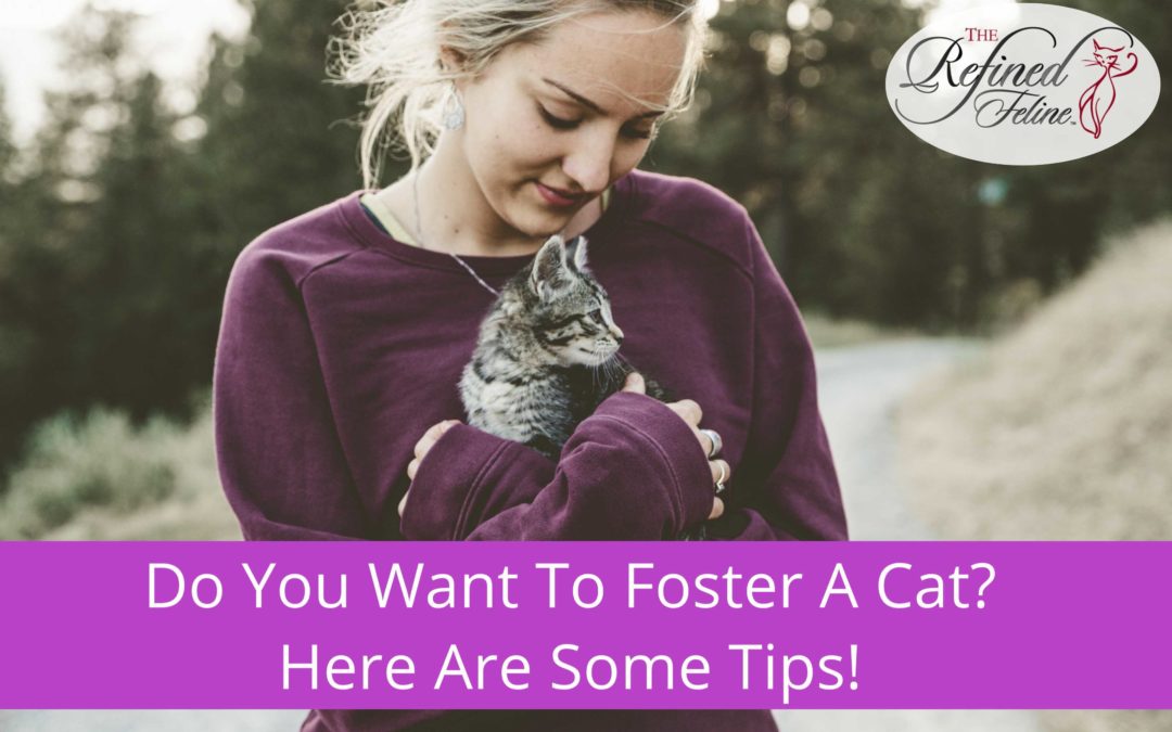 Do You Want To Foster a Cat? Here Are Some Tips! The Refined Feline