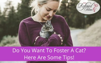 Do You Want To Foster A Cat? Here Are Some Tips!