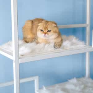 White Cushion For Metropolitan Cat Condo