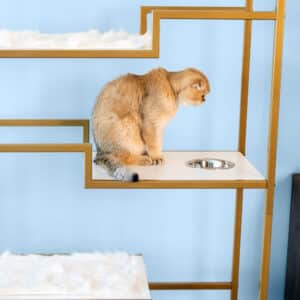 Felines only cat dish hotsell