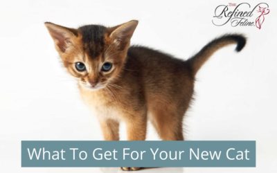 What To Get for Your New Cat – Essential Items