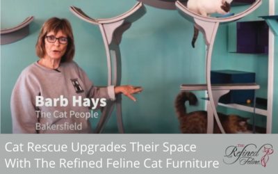 Cat Rescue Upgrades Their Space with Modern Cat Furniture