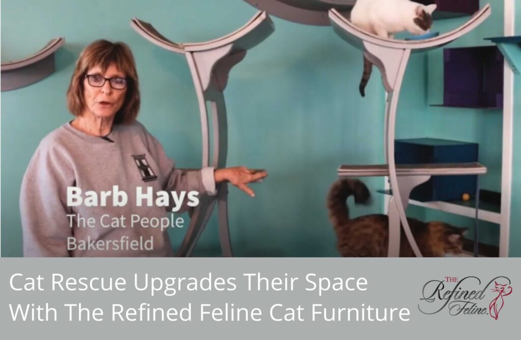 Woman stands beside modern cat furniture as two cats climb. Text: Cat Rescue Upgrades Their Space with elegant pieces.