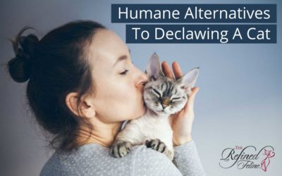 Humane Alternatives to Declawing a Cat
