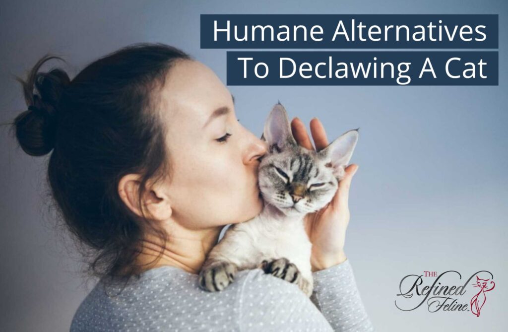 Humane Alternatives To Declawing A Cat
