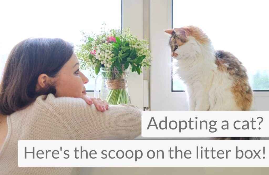 Woman looking at a cat on a windowsill with flowers. Text reads: "Adopting a cat? Here's the scoop on the litter box.