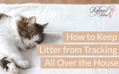 How to Keep Cat Litter From Tracking All Over the House