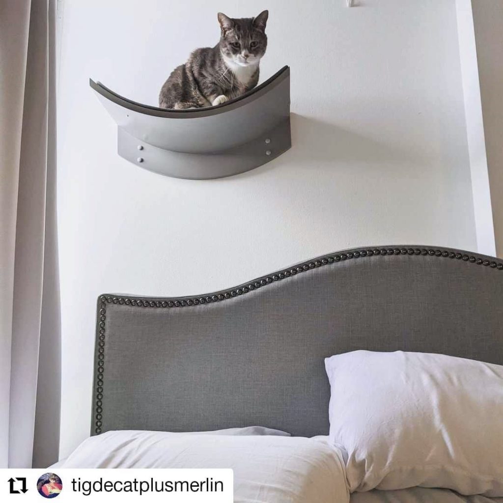 cat wall shelves