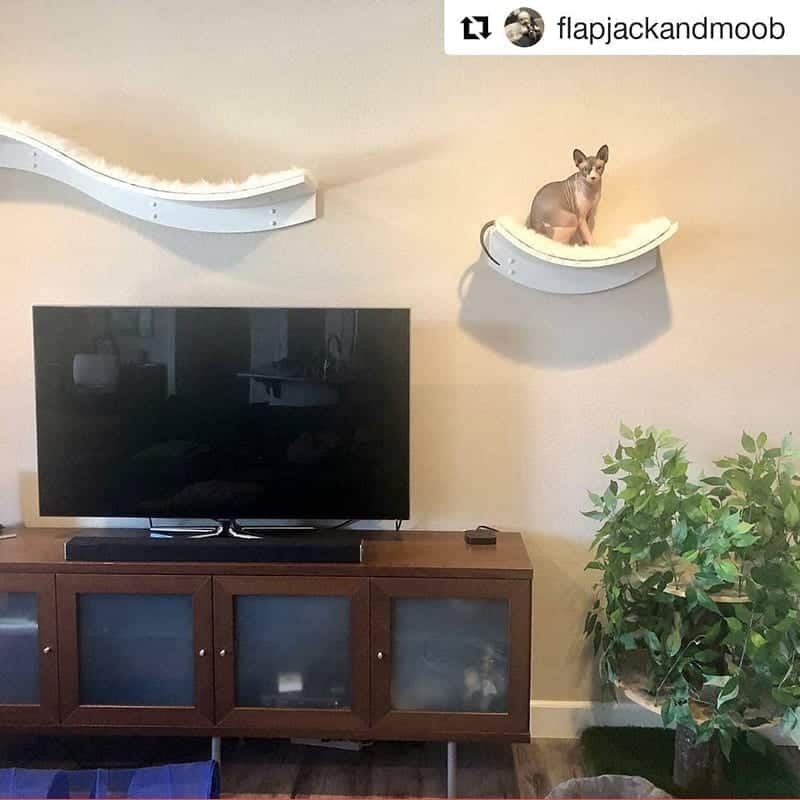 cat wall shelves