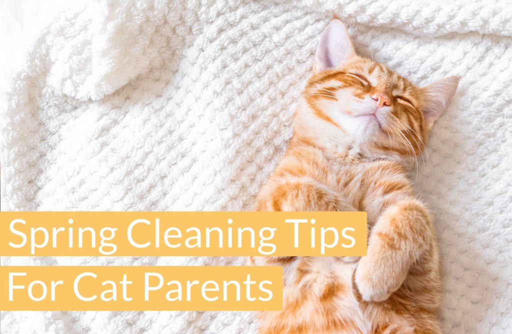 spring cleaning tips for cat parents