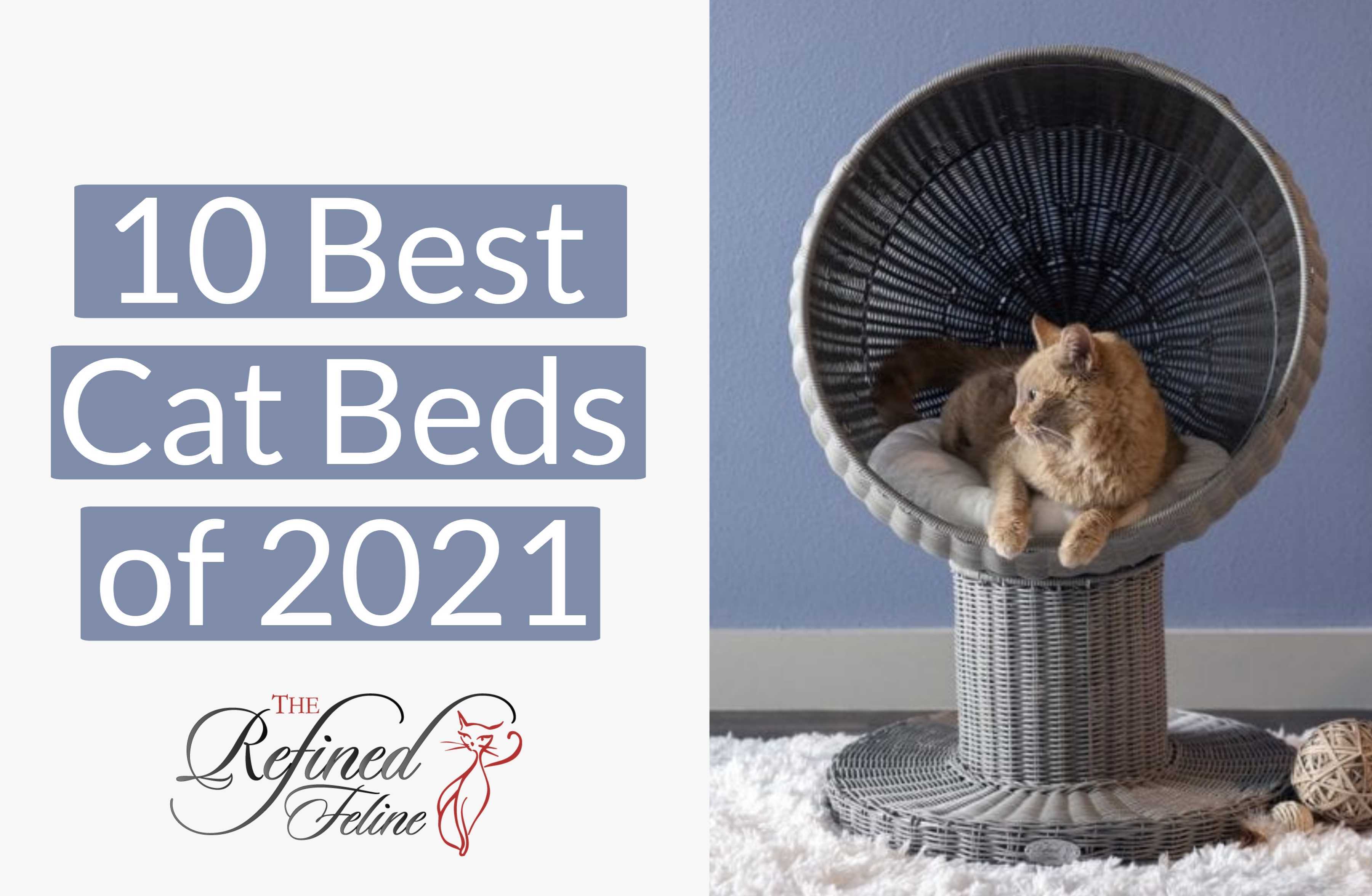 Blog Topics & Articles For Cat Lovers The Refined Feline