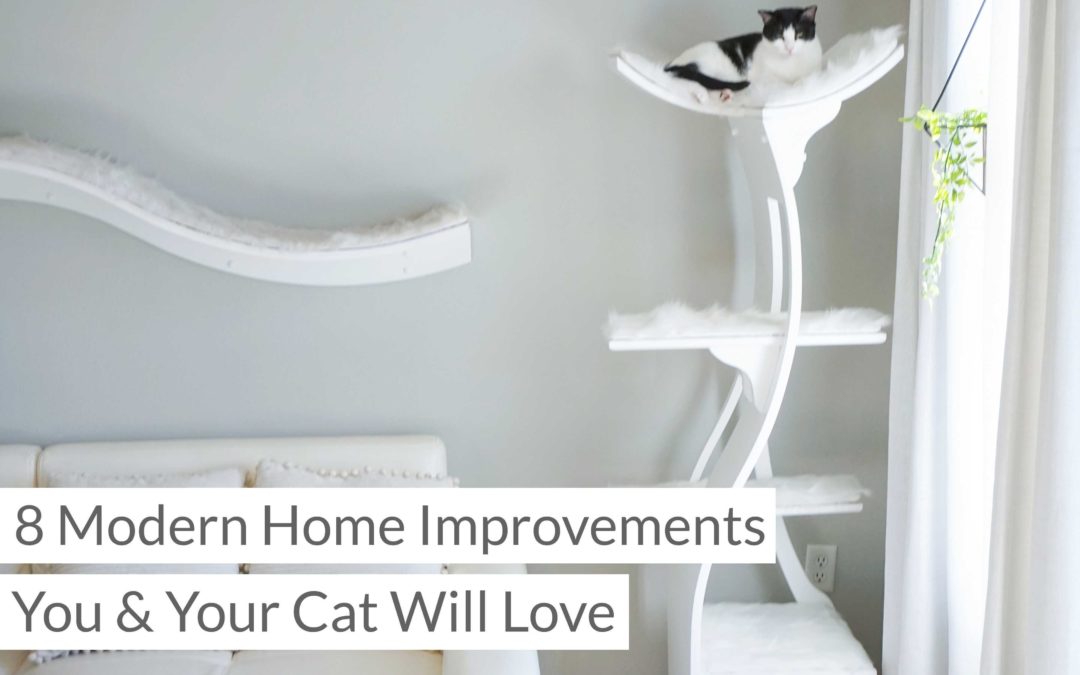 8 Modern Home Improvements You and Your Cat Will Love