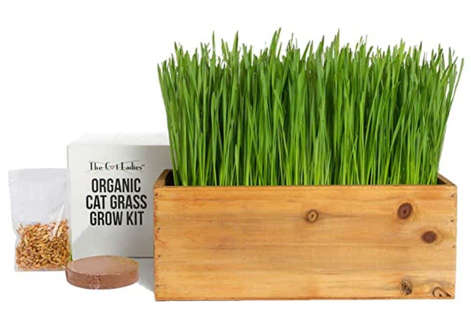 Organic Cat Grass