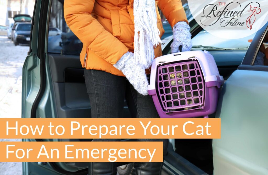How To Prepare Your Cat For An Emergency
