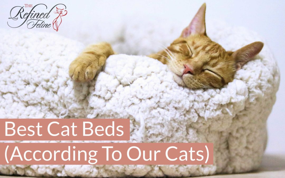 Best Cat Beds (A Review From Our Cats)