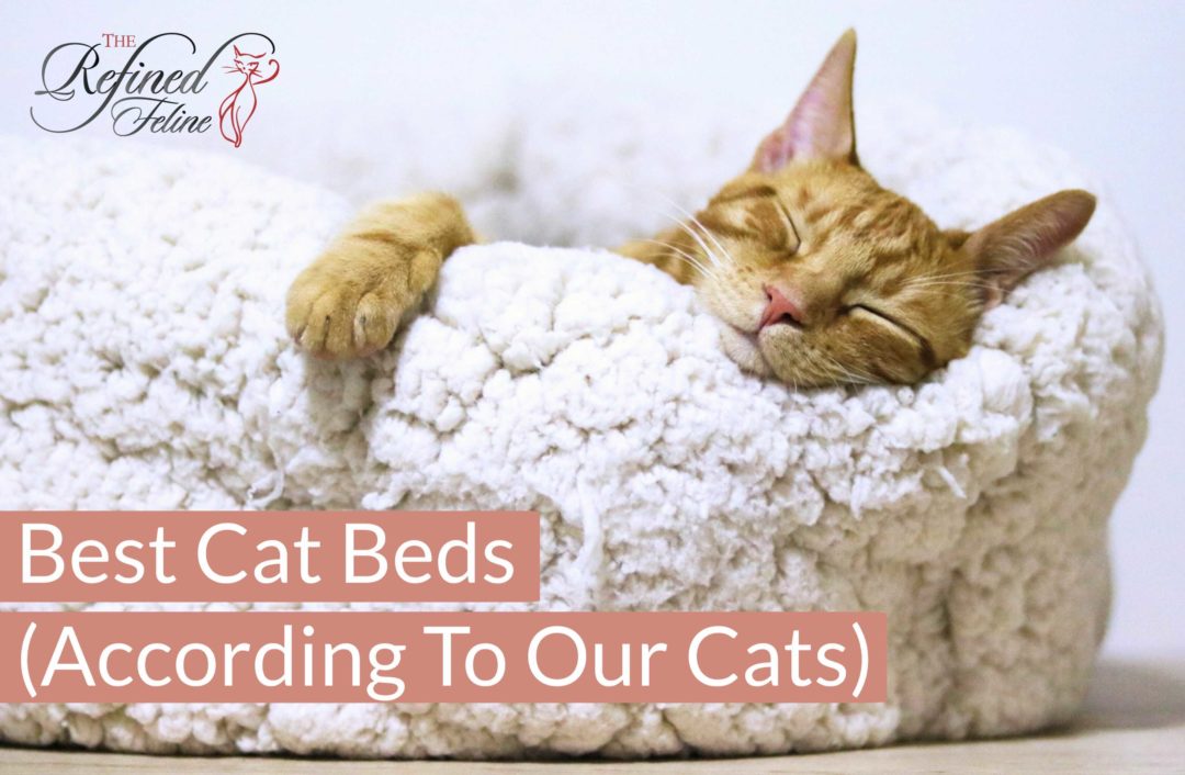 Best Cat Beds (A Review From Our Cats) The Refined Feline