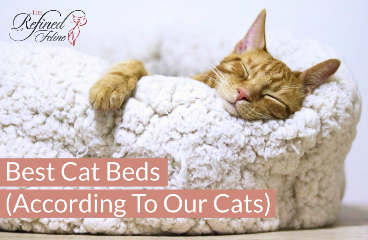 Best Cat Beds (A Review From Our Cats) The Refined Feline