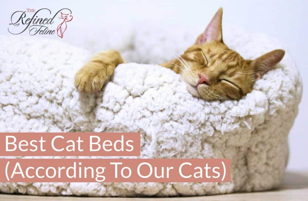 A sleeping orange cat curled in a fluffy white bed with “Best Cat Beds” text overlaid at the top.