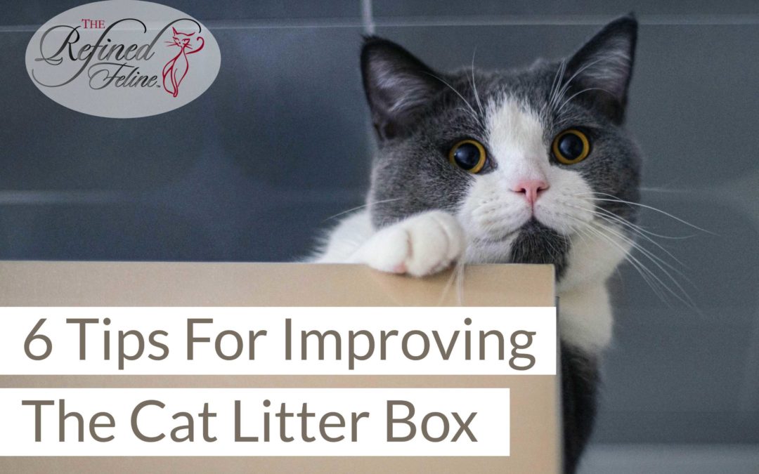 6 Tips For Improving The Cat Litter Box The Refined Feline