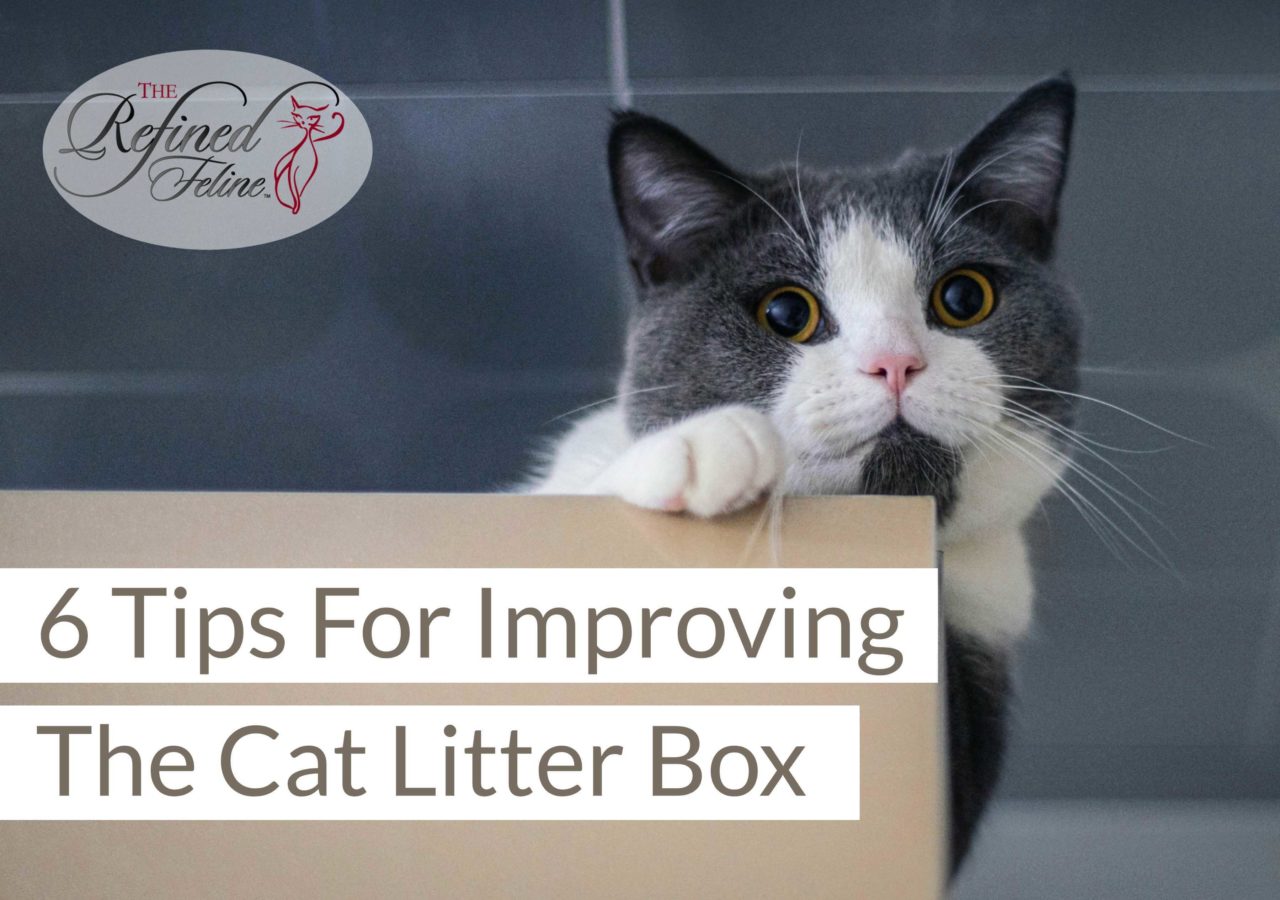 6 Tips For Improving The Cat Litter Box The Refined Feline