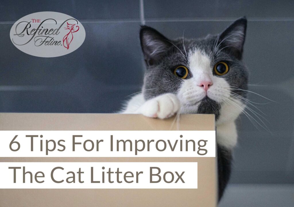 Grey and white cat peeking over a box; text reads "6 Tips For Improving The Cat Litter Box Experience." Refined Feline logo shown.