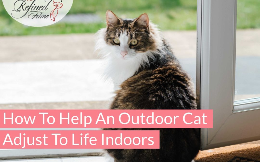 How To Help An Outdoor Cat Adjust to Life Indoors