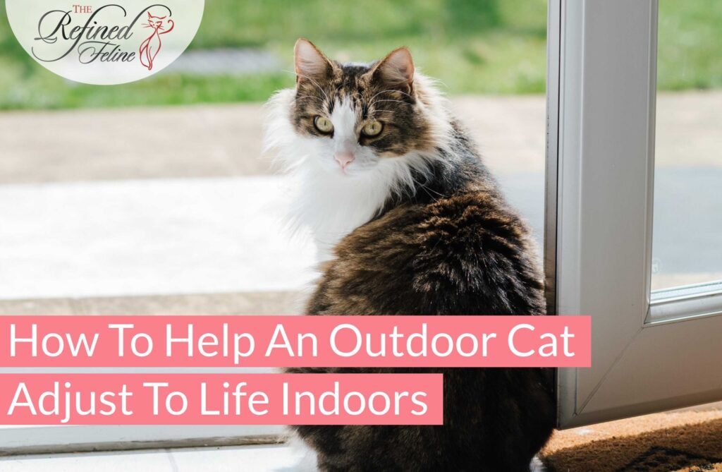 How To Help An Outdoor Cat Adjust To Life Indoors