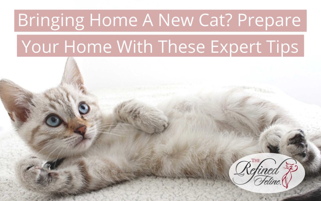 Bringing Home a New Cat? Prepare Your Home With These Expert Tips