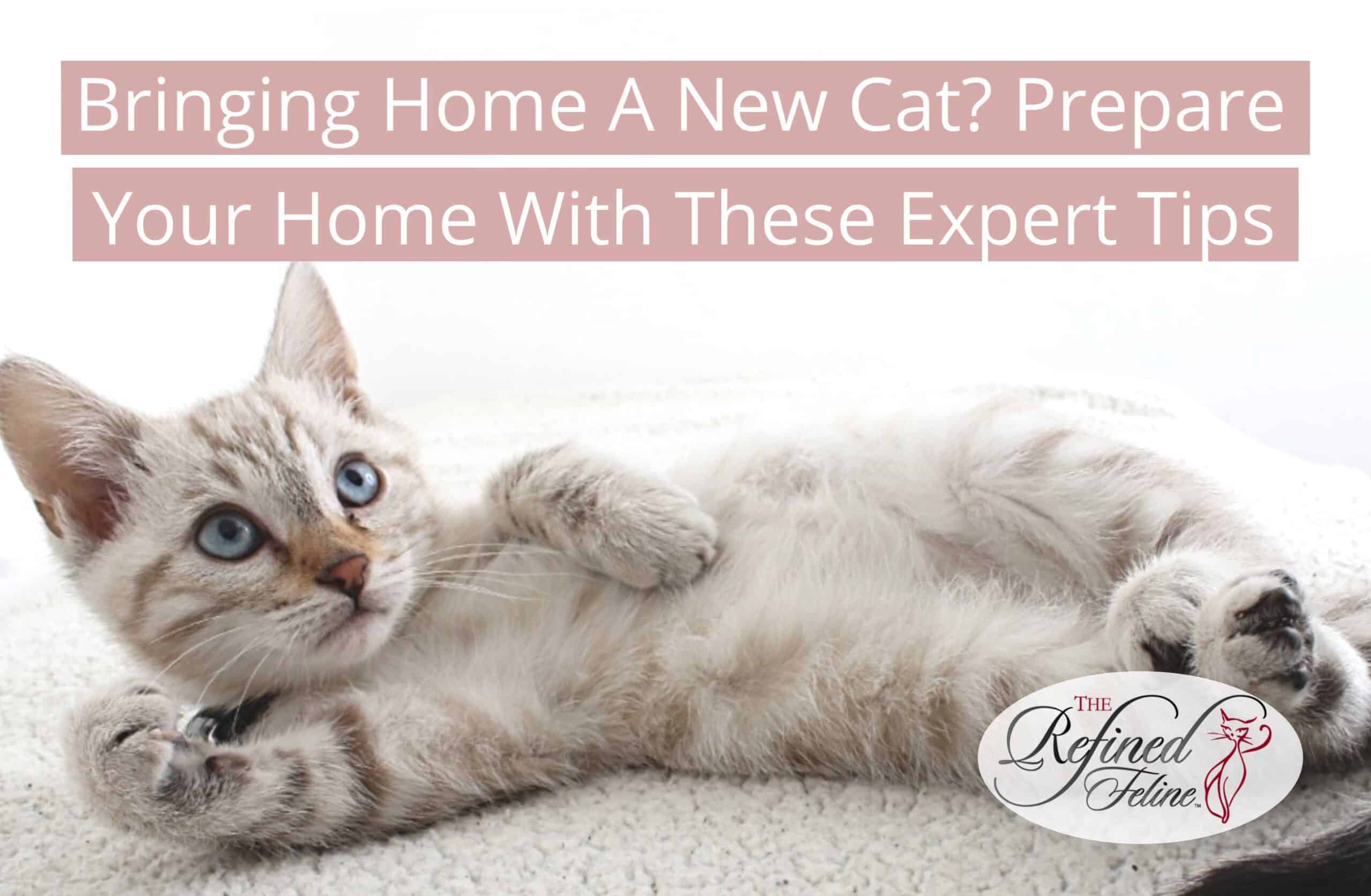 Bringing in store a new cat
