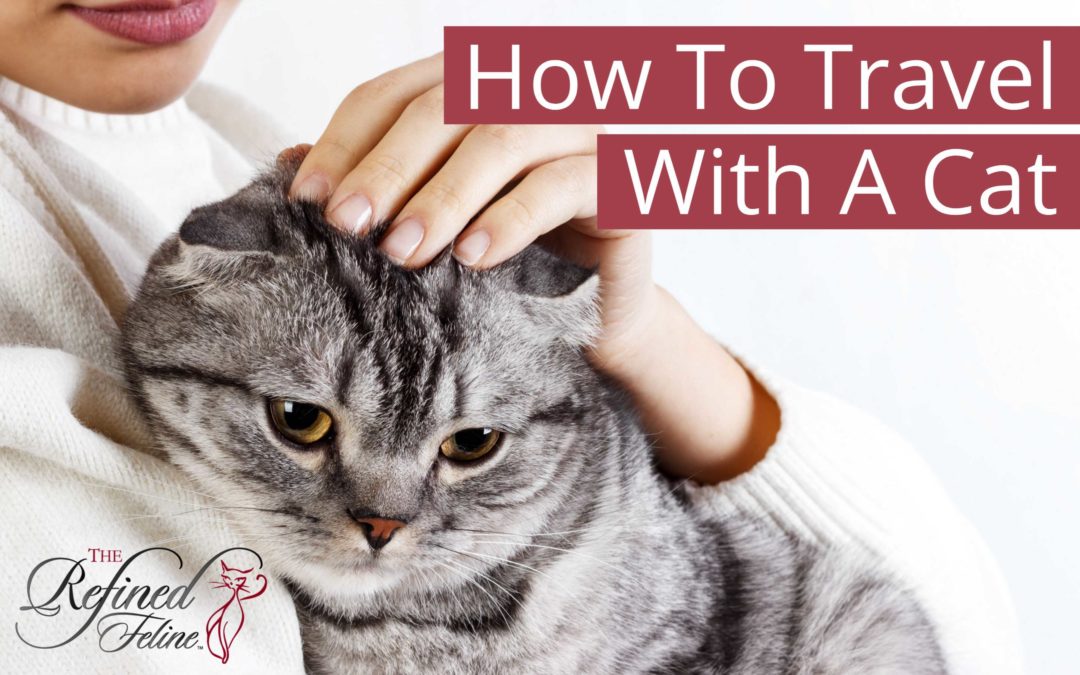 How To Travel With A Cat & Keep It Calm