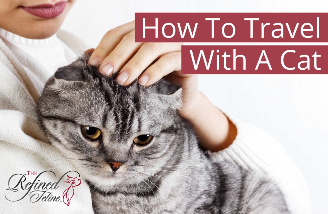 How To Travel With A Cat & Keep It Calm The Refined Feline