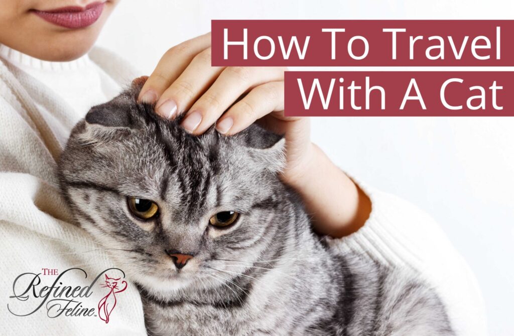Person gently petting gray tabby cat, "How To Travel With A Cat" onscreen, The Refined Feline logo lower left.