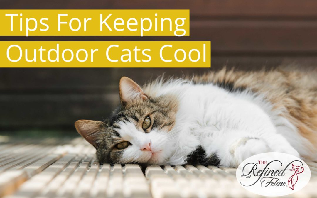 Tips for Keeping Outdoor Cats Cool This Summer