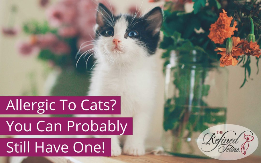 Allergic To Cats? You Can Probably Still Have One!