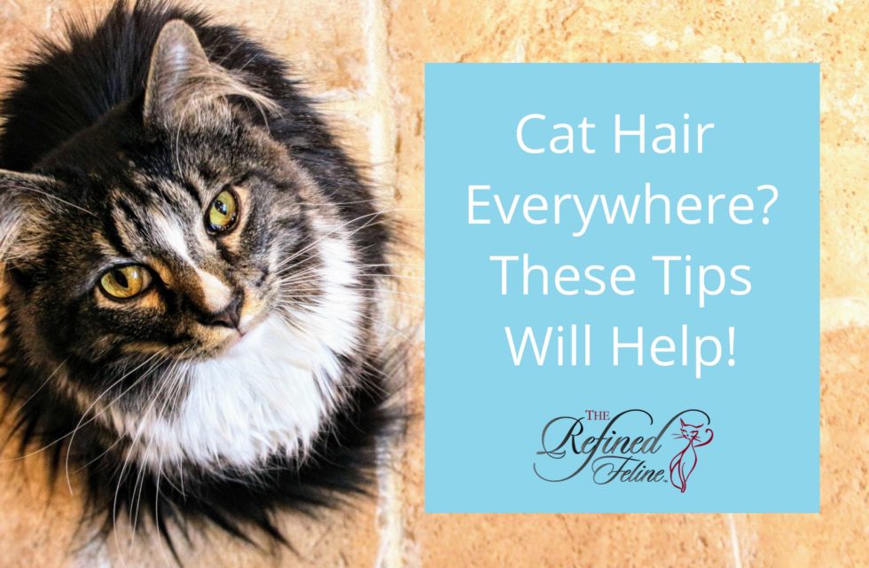 Cat Hair Everywhere? These Tips Will Help! The Refined Feline