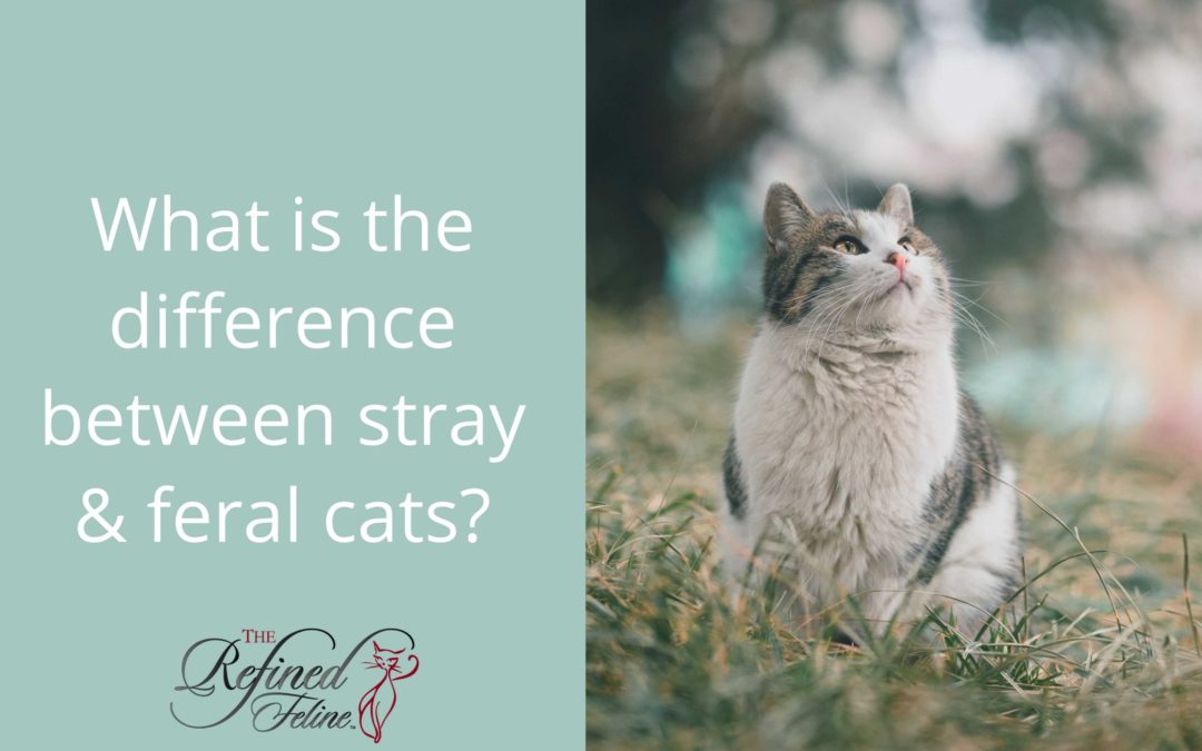 What Is the Difference Between Stray and Feral Cats?