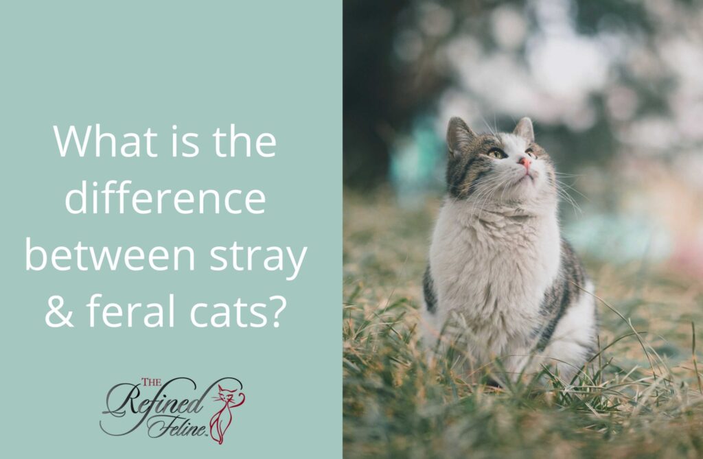Difference Between Stray And Feral Cats