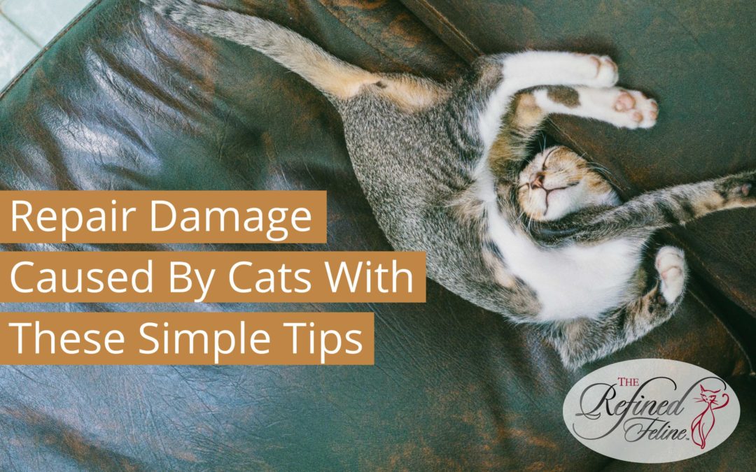 Repair Damage Caused By Cats With These Tips The Refined Feline