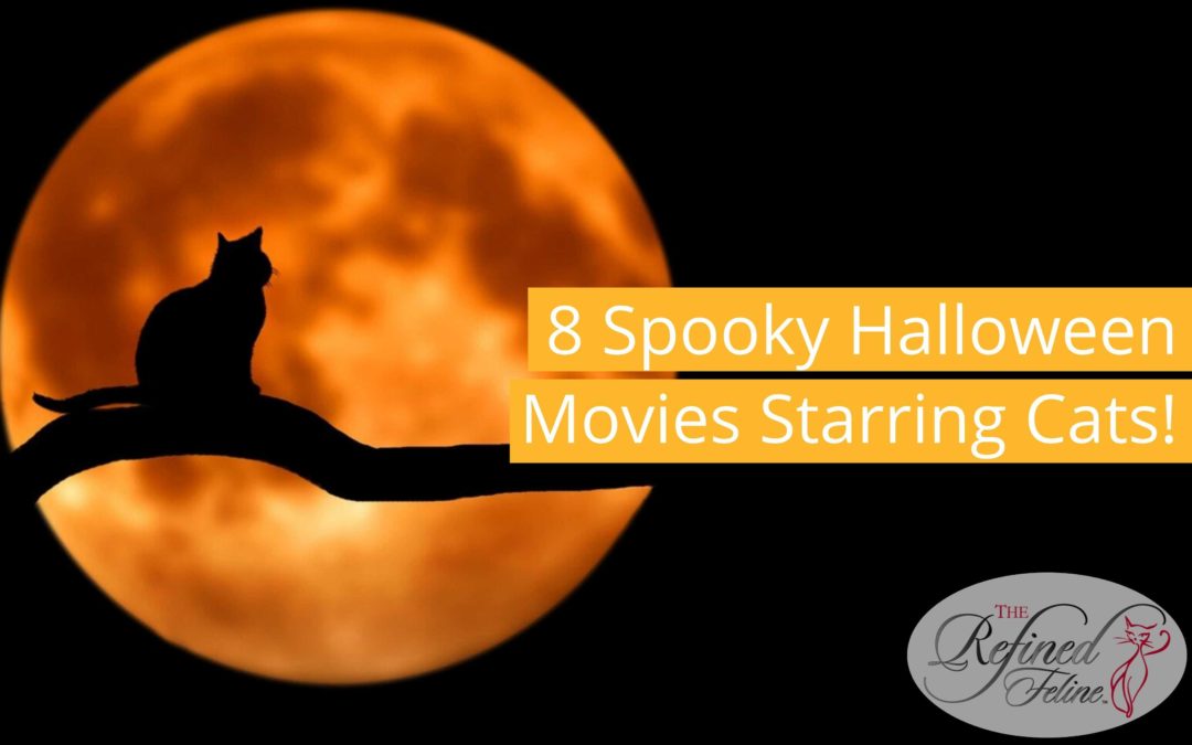 8 Spooky Halloween Movies Starring Cats!
