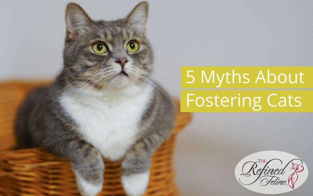 5 Myths About Fostering Cats – Debunked!