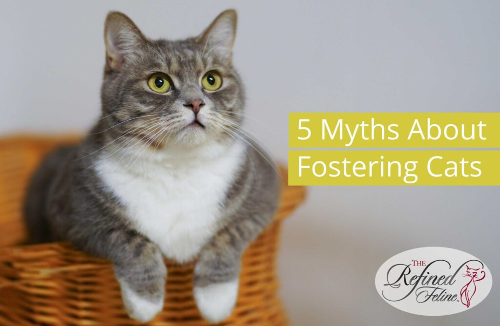 Myths About Fostering Cats