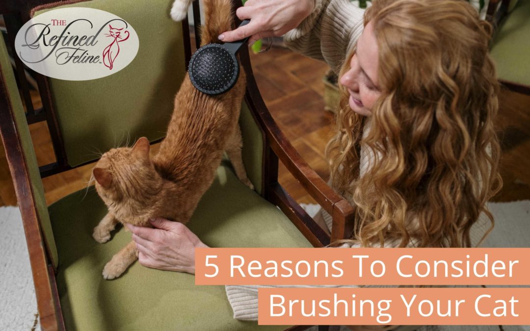 5 Reasons To Consider Brushing Your Cat