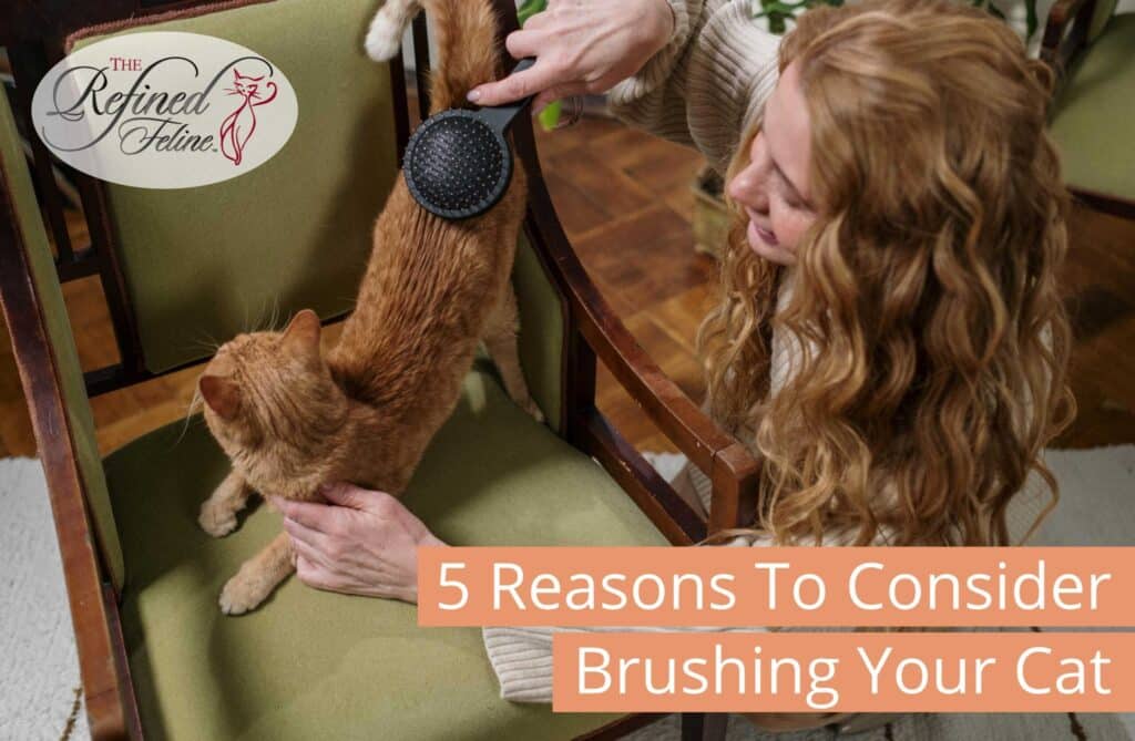 Person brushing orange cat on green chair; text reads “Reasons To Consider Brushing Your Cat.”.