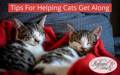 Tips For Helping Cats Get Along (Or At Least Tolerate Each Other)