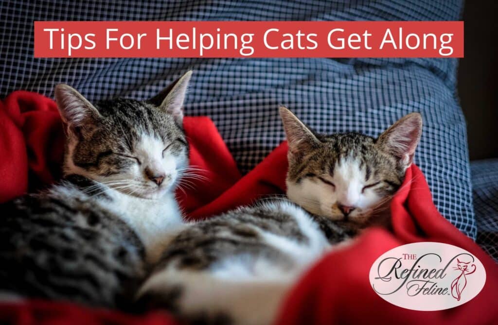 Two tabby cats lying on a red blanket. Text above: Tips For Helping Cats Get Along. Logo: The Refined Feline.